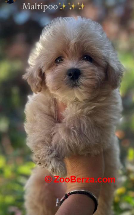 Maltipoo vrhunske genetike