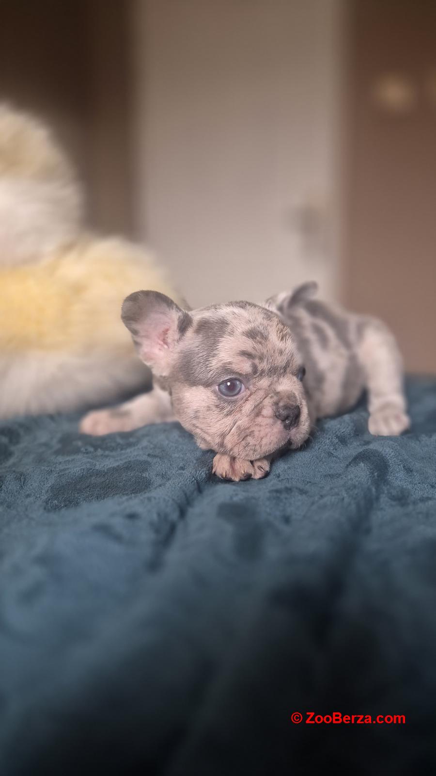 Francuski buldog štenci - Merle Lilac