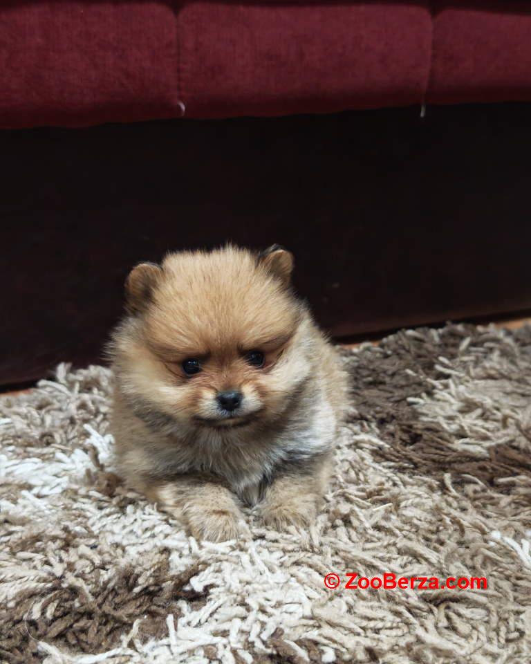 Štenci pomeranskog špica prelepog krzna 