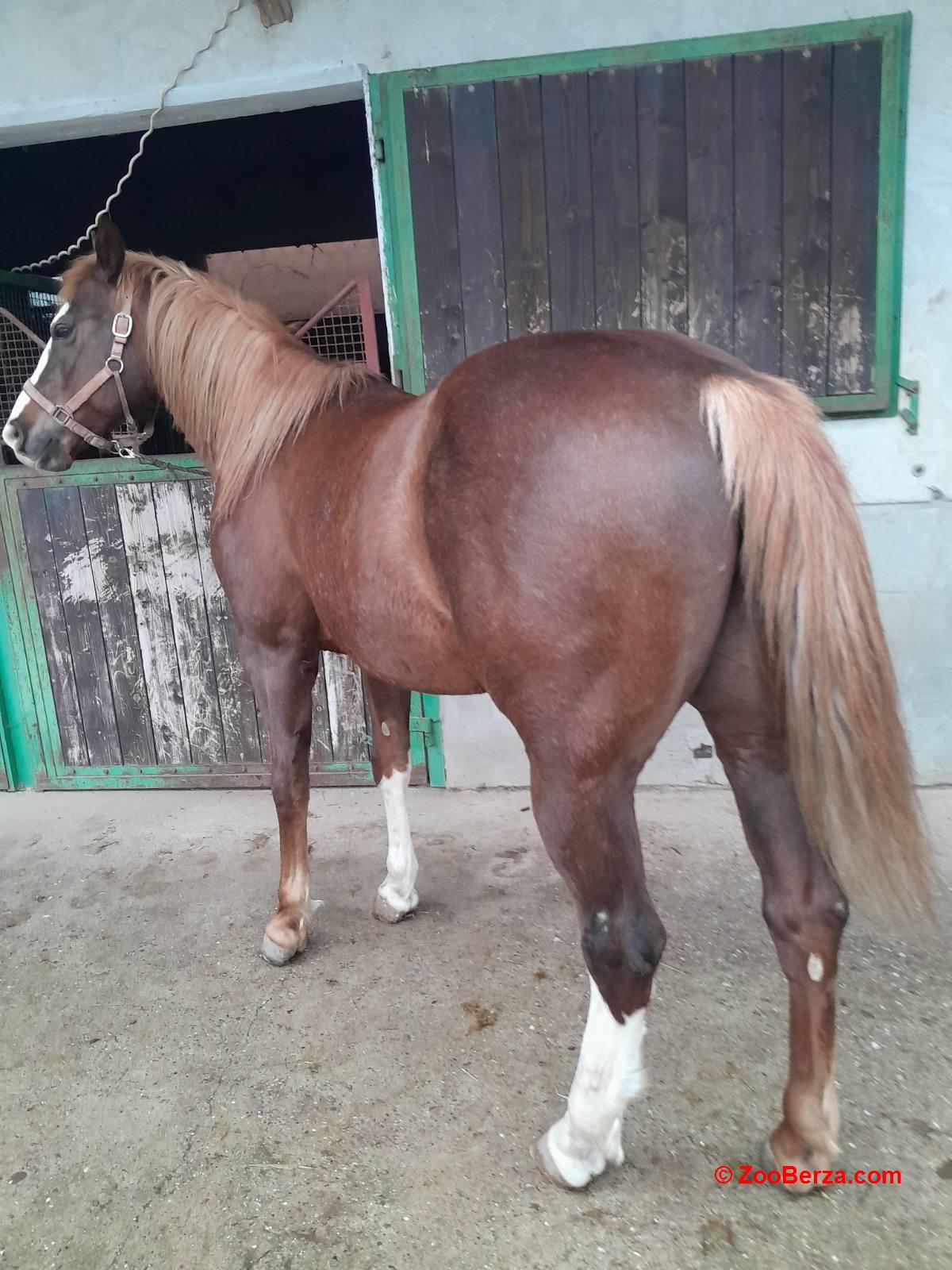 Quarter horse