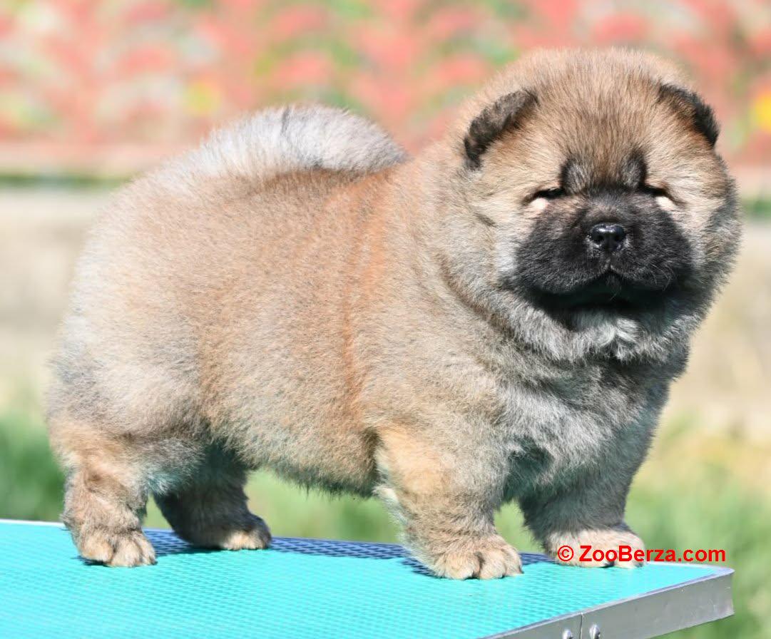 Chow Chow Cau Cau Čau Čau