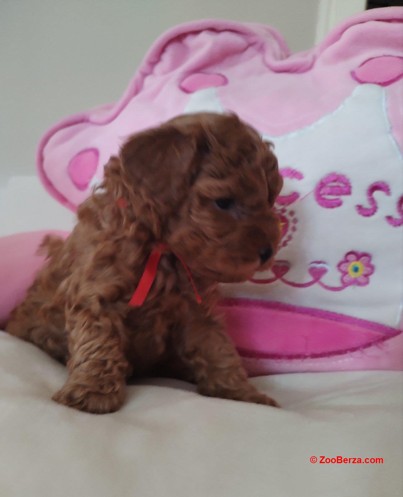 Toy Pudle prelepi stenci