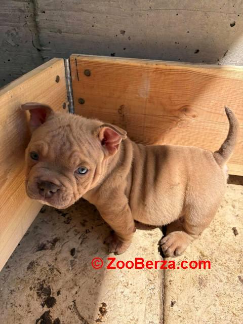 American bully exzotik-mikro štenci