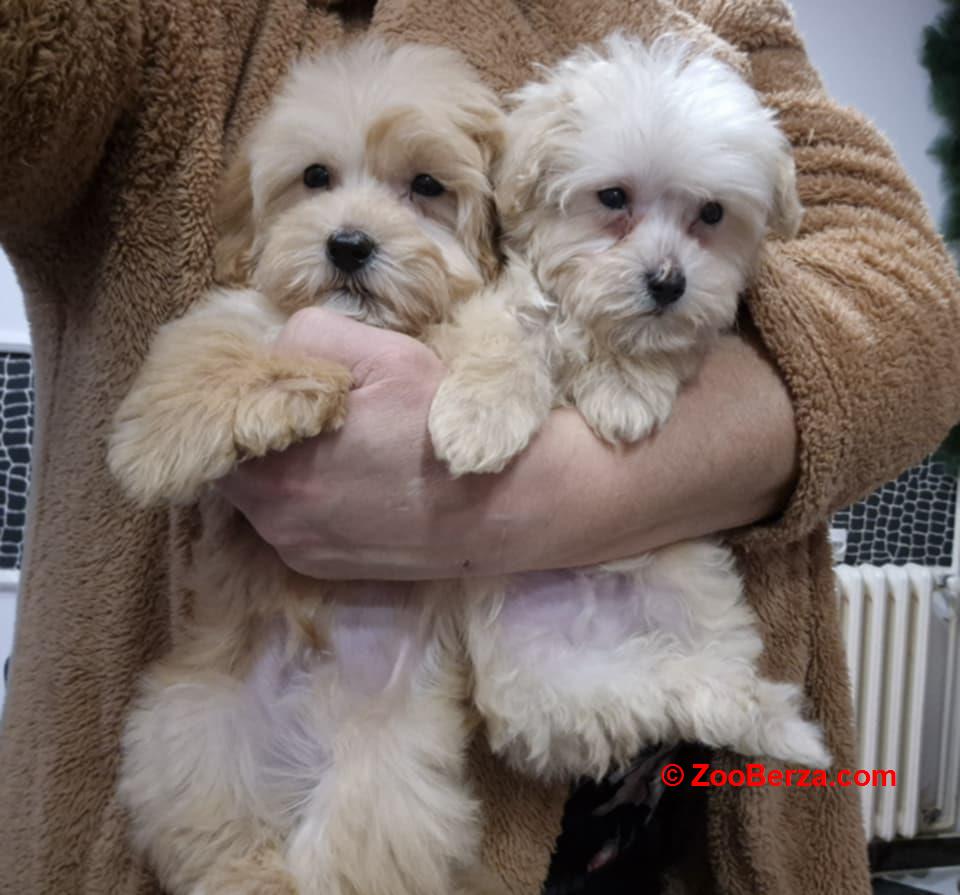 Maltipoo štenci 