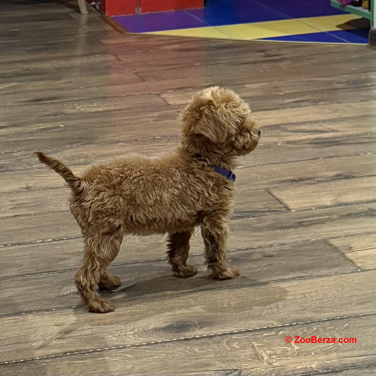 Toy Pudle na prodaju