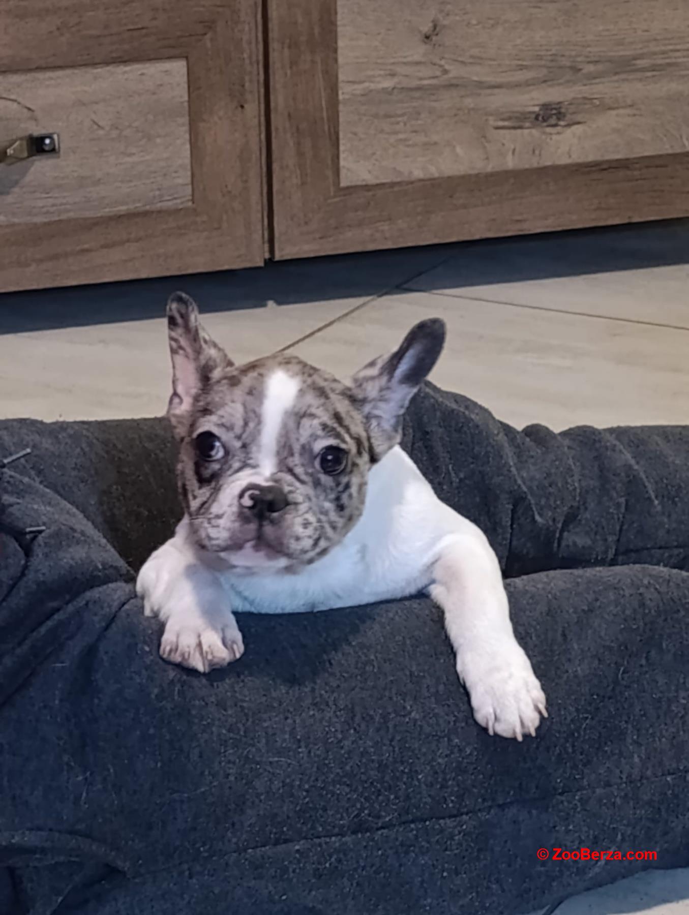 Stenad francuskog buldoga dva merle muzjaka 3.5 meseca