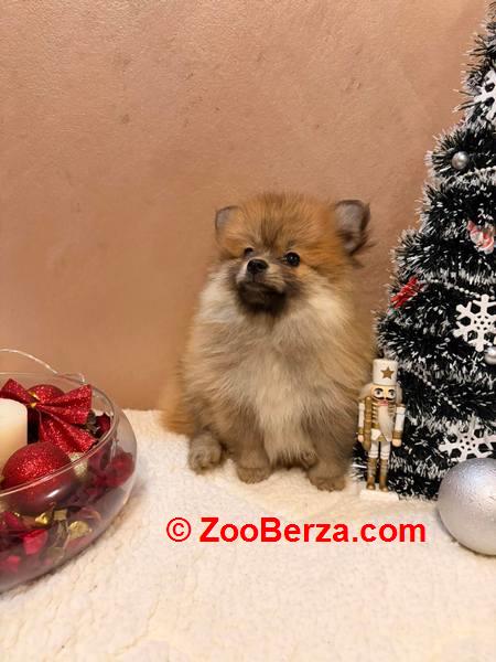 Pomeranski špic štenci oranž i beli