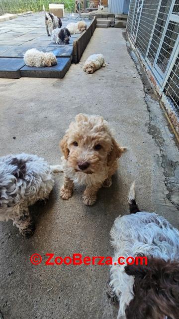 Lagotto Romagnolo, kvalitetni štenci