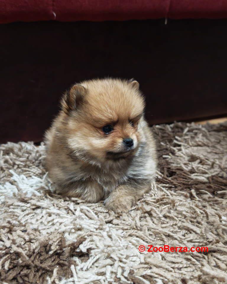 Štenci pomeranskog špica prelepog krzna 