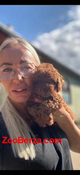 Stenci toy i mini pudle vrhunske genetike 