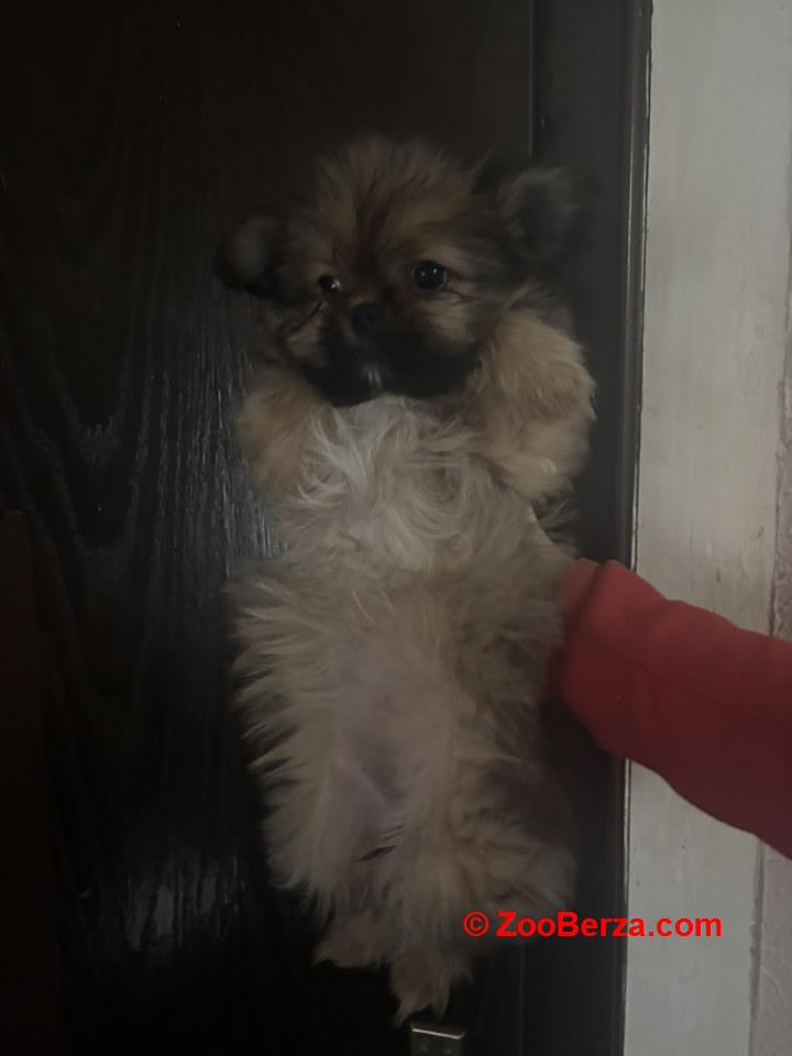 Pufne od mame si cu i tate pomeranca 