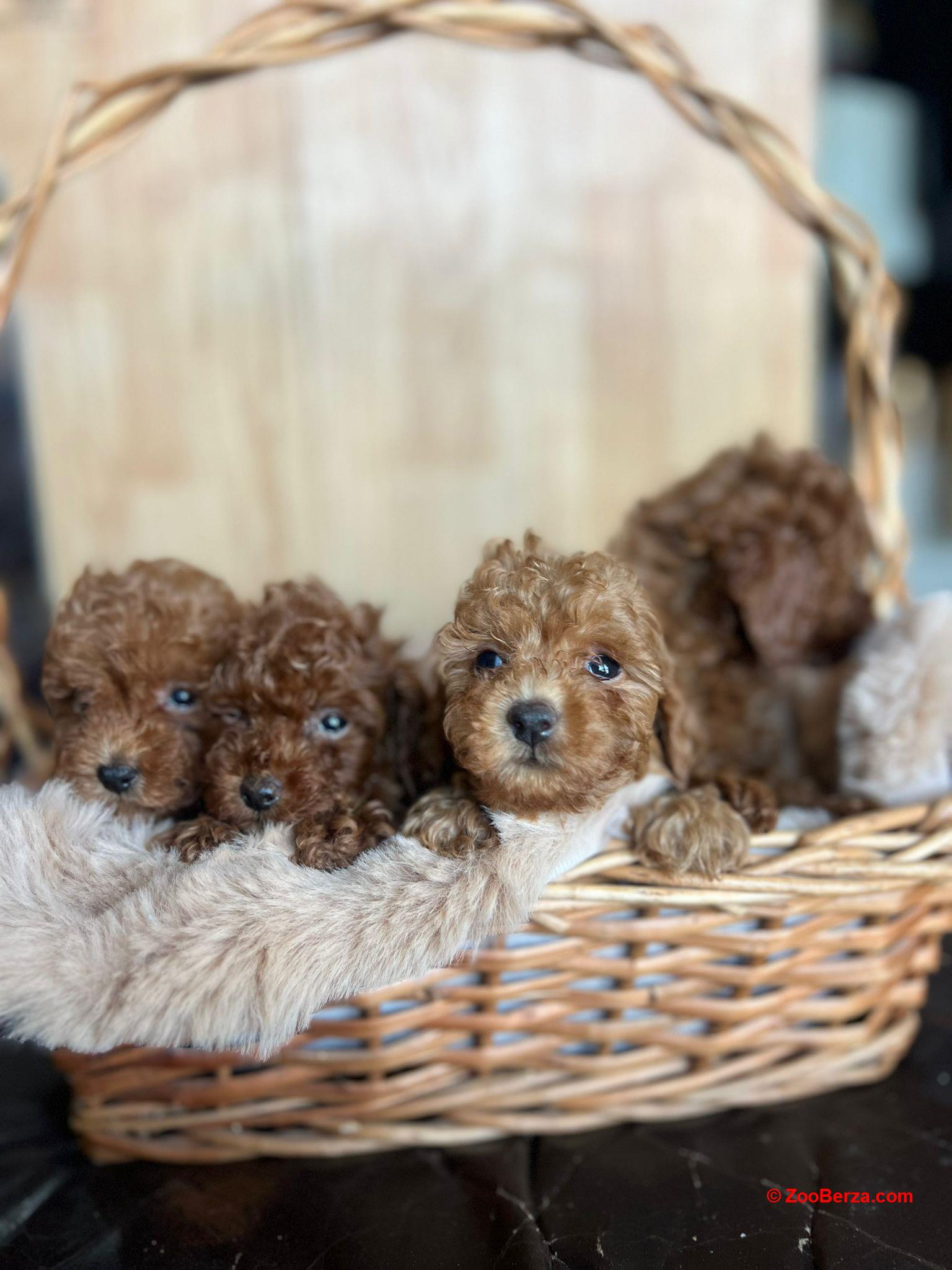 Toy Pudla prelepi štenci