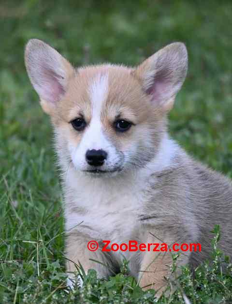 Velški korgi, Welsh Corgi Pembroke štenci