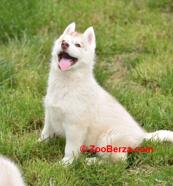 Sibirski haski štenci