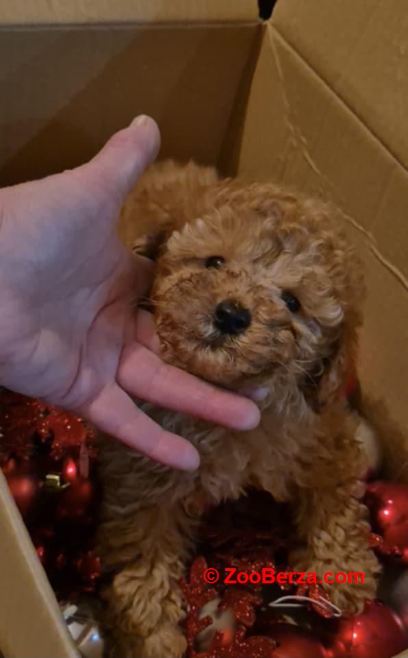 Prelepo štene pudle, ženka 