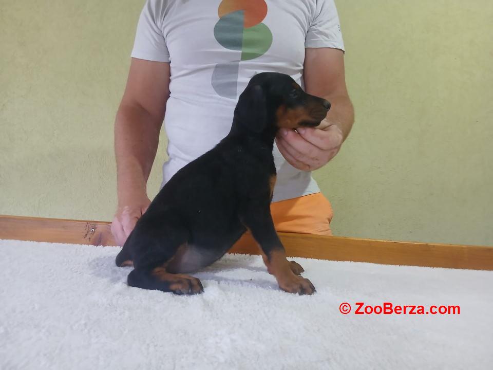 Vrhunski Doberman štenci 6 nedelja 