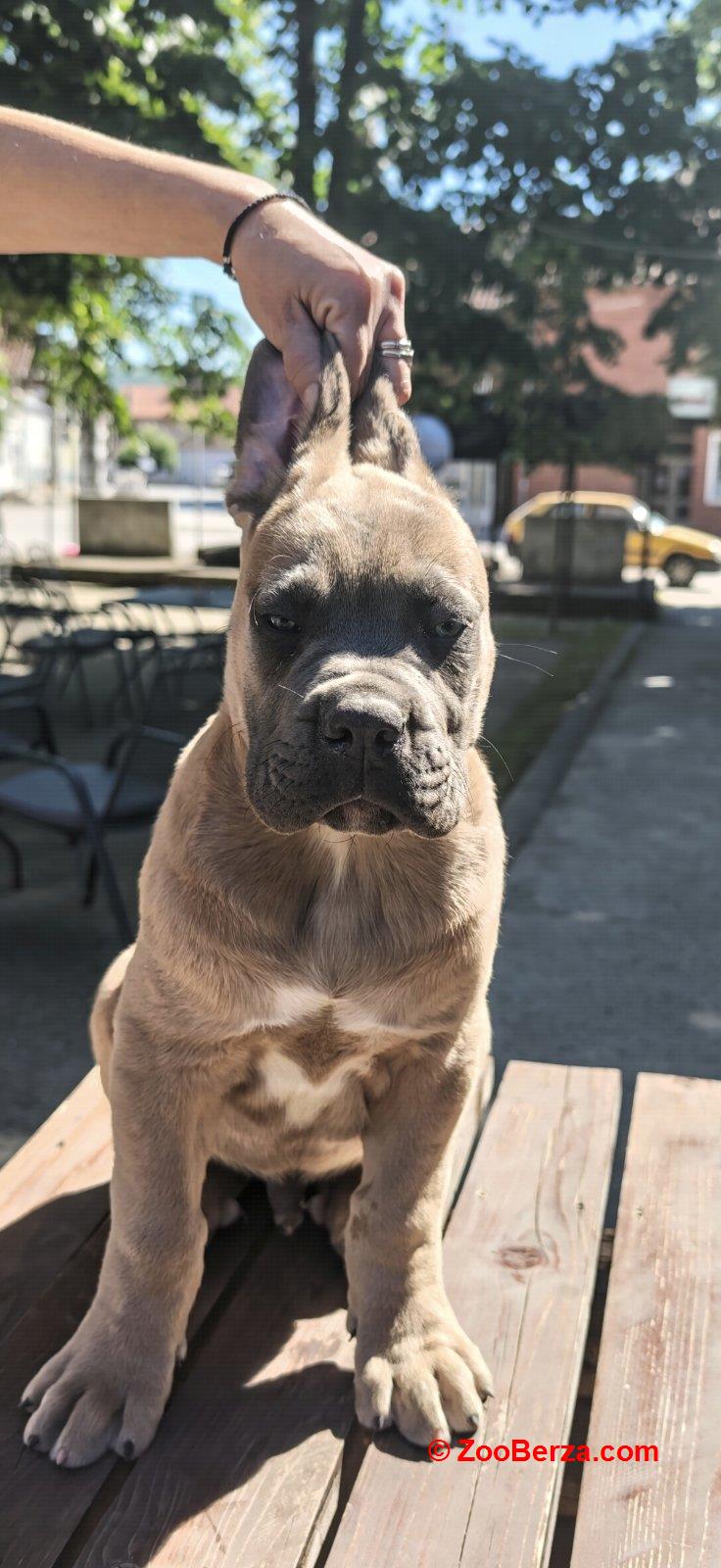 Cane Corso Kane Korso prelepi formentino štenci