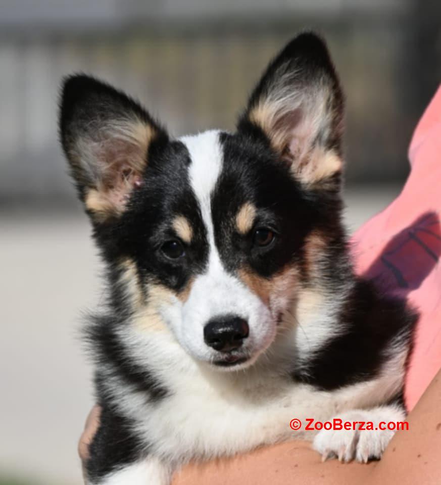 Velški korgi/Welsh Corgi Pembroke