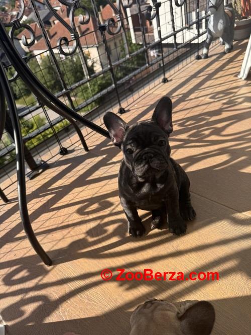 Ženka FRANCUSKOG BULDOGA