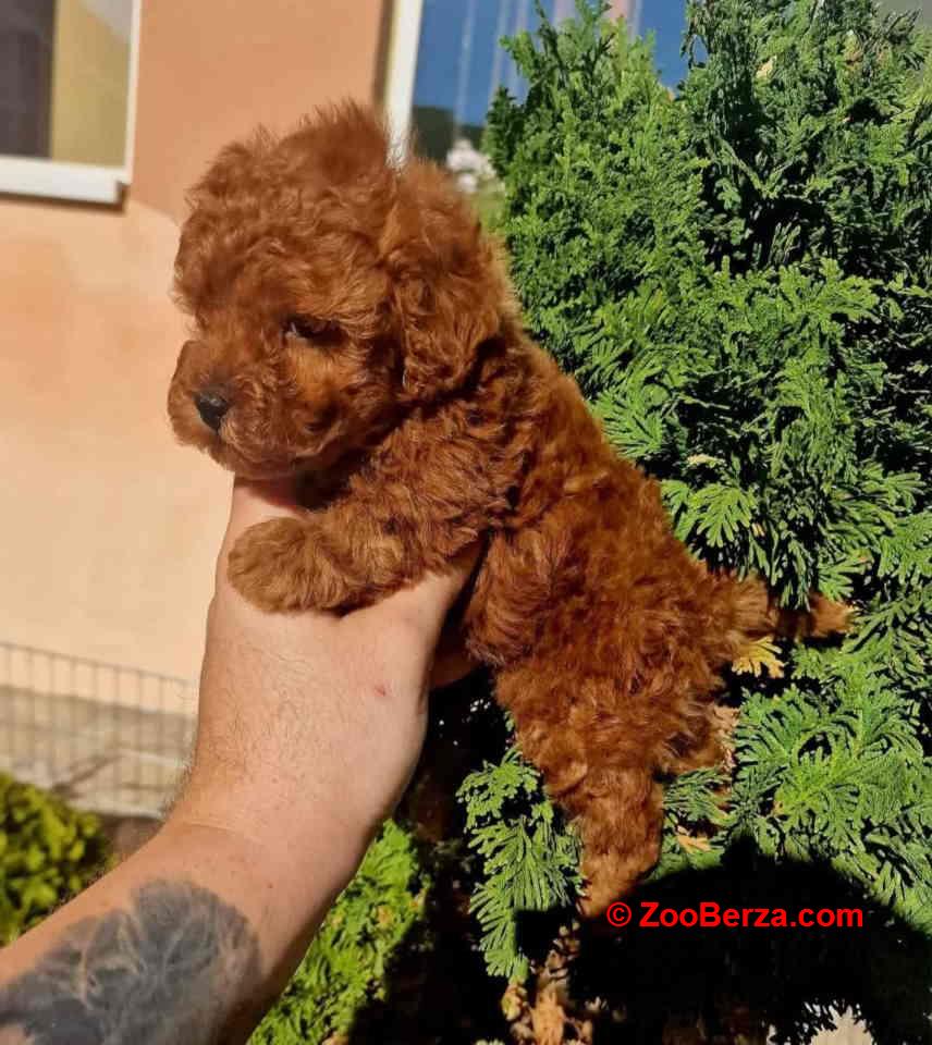 Najmanje pudle, od najlepsih roditelja u Evropi  