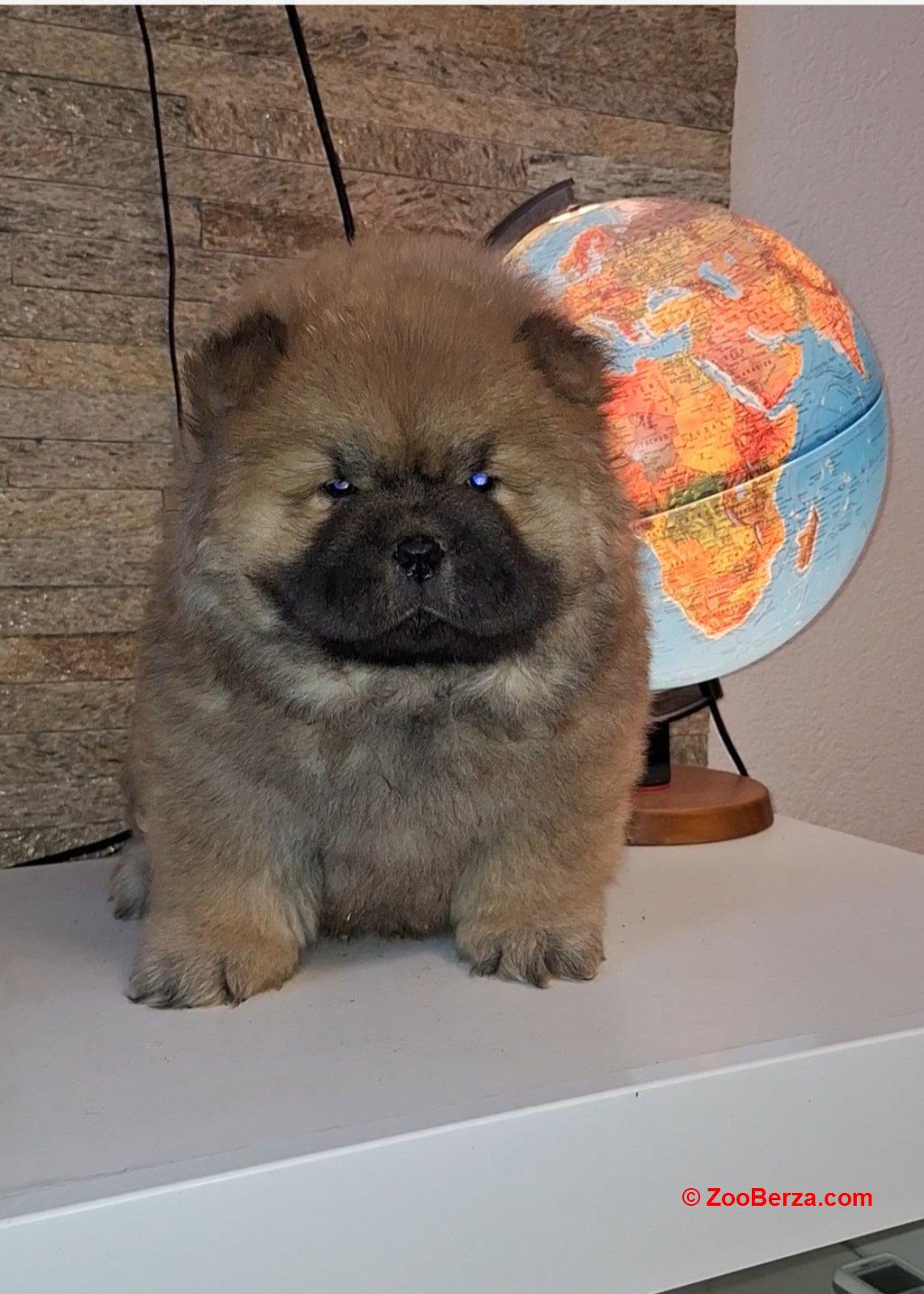 chow chow