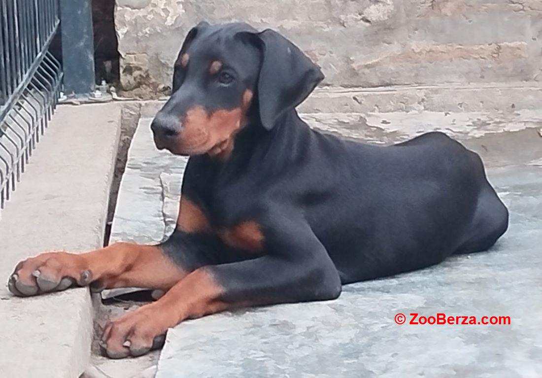 Doberman, štenci 