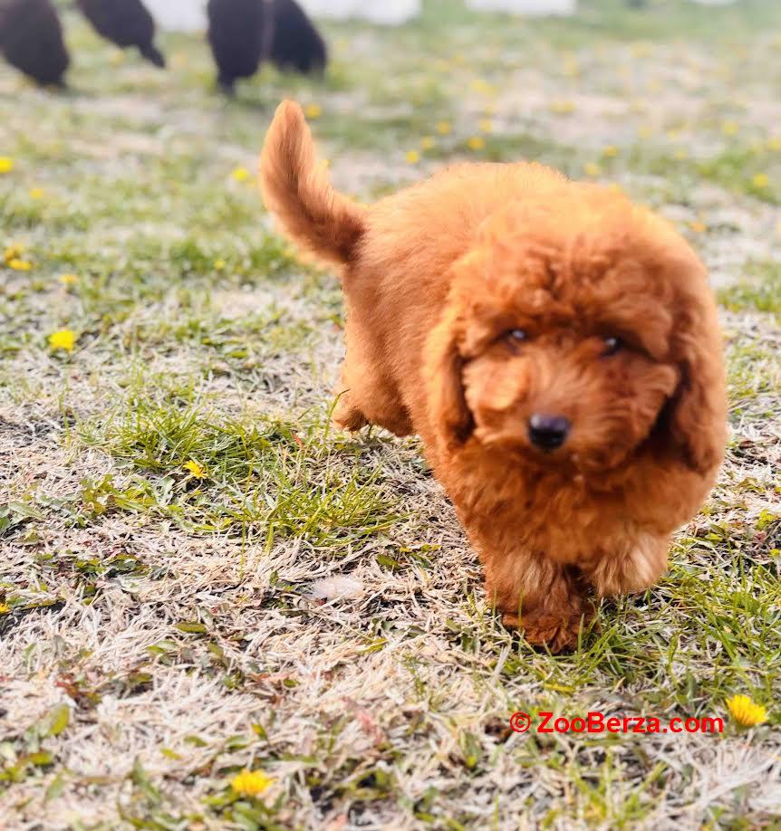 Crvena patuljasta pudla 