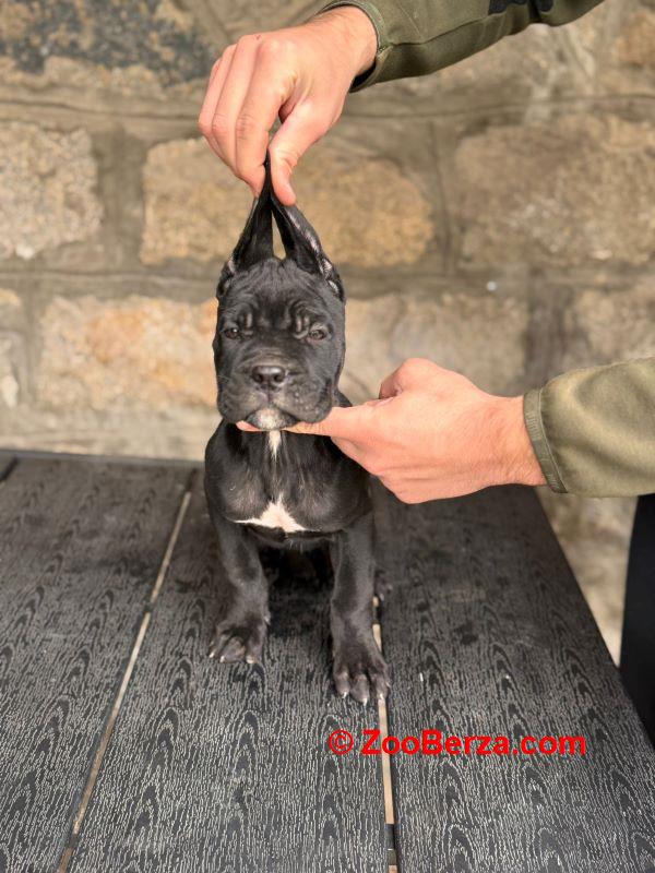 Cane Corso štenci