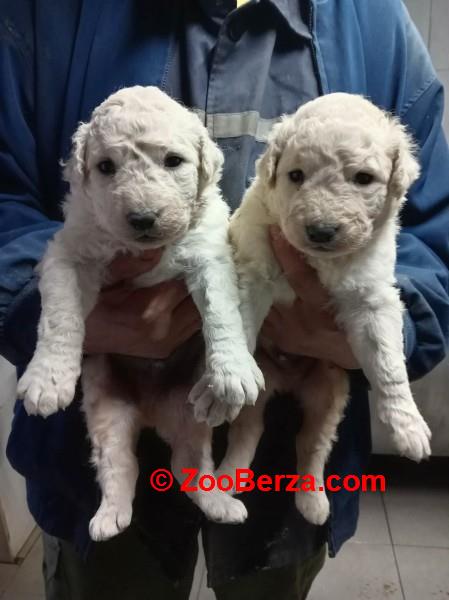 Madjarski kuvasi cistokrvni