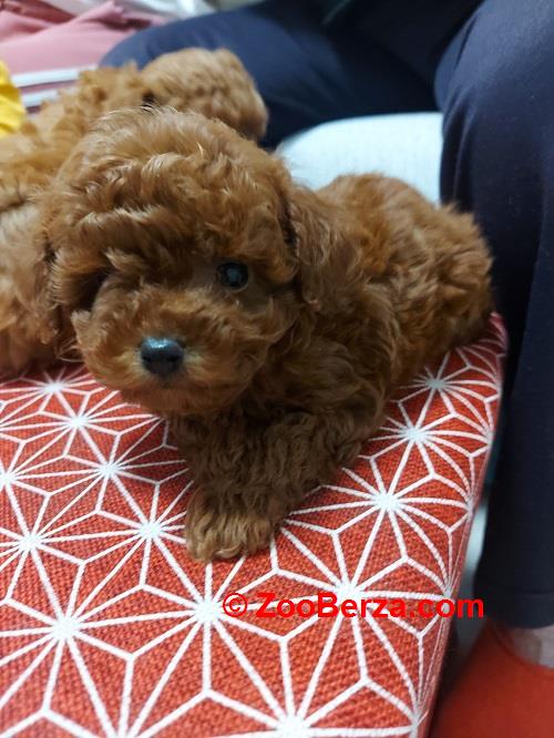 Toy teacup crvena pudla