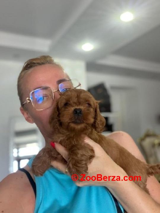 Goldendoodle prelepi štenci