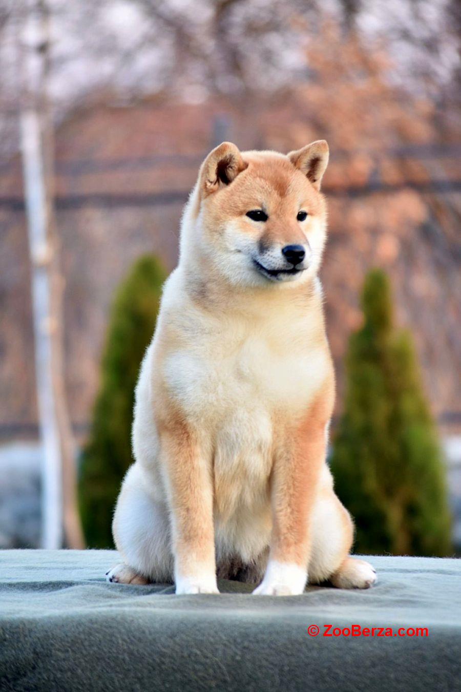 Shiba Inu 