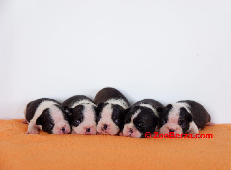 Boston terrier