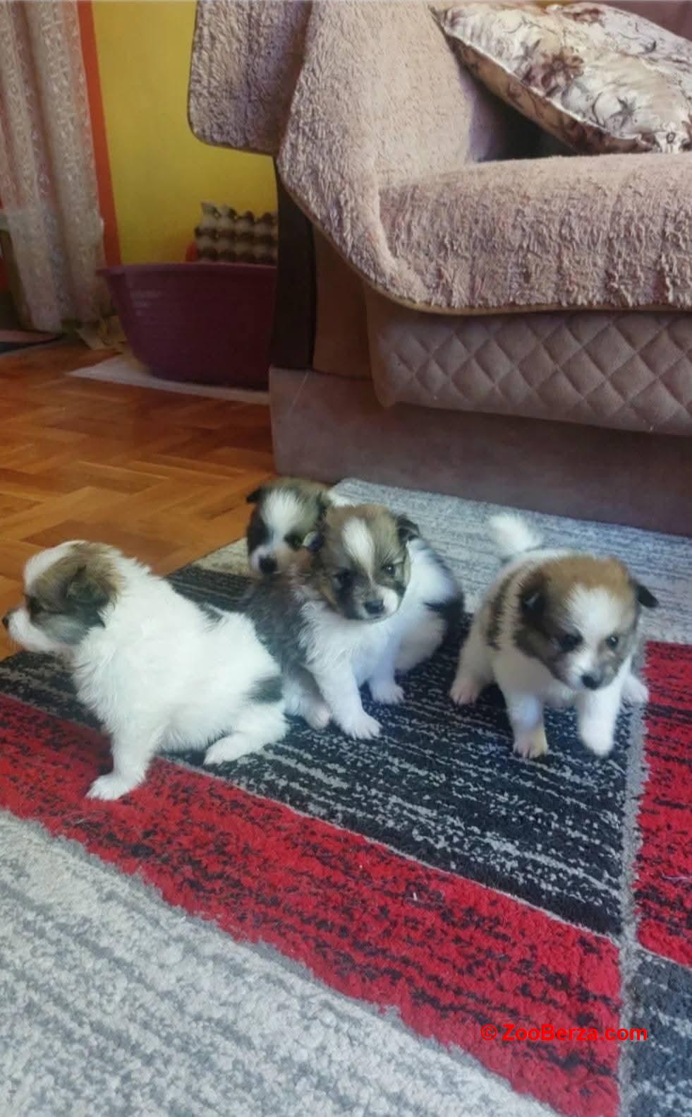 Nemački špic