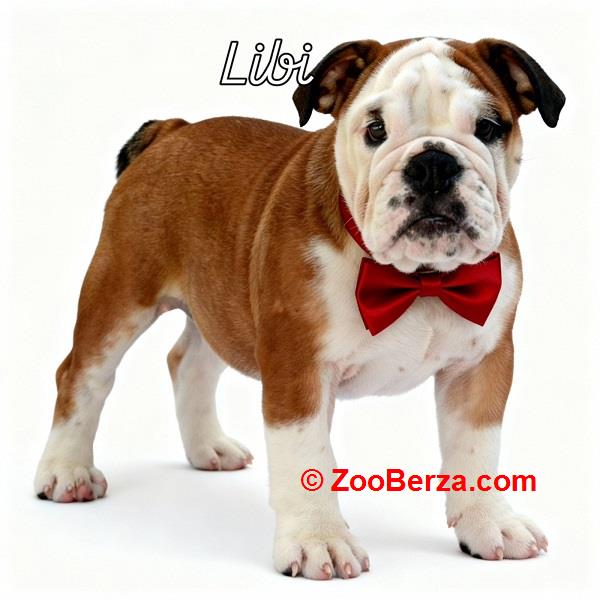 Engleski buldog vrhunski štenci