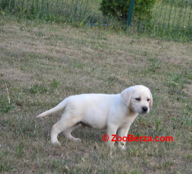 Labrador retriver 