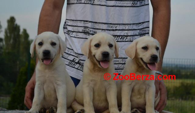 Labrador retriver 