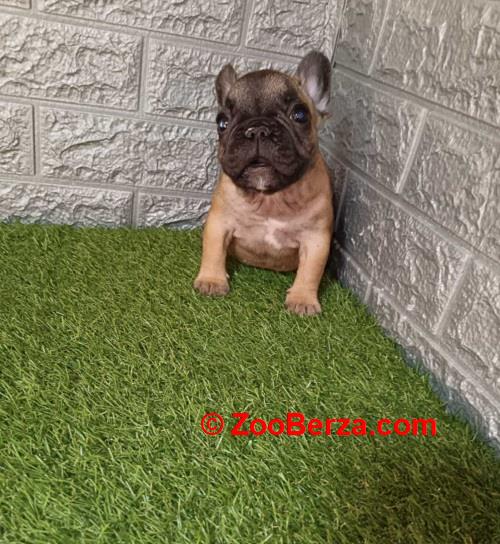 Francuski buldog
