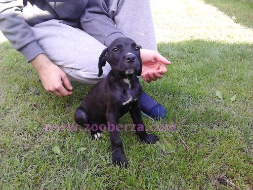 cane corso