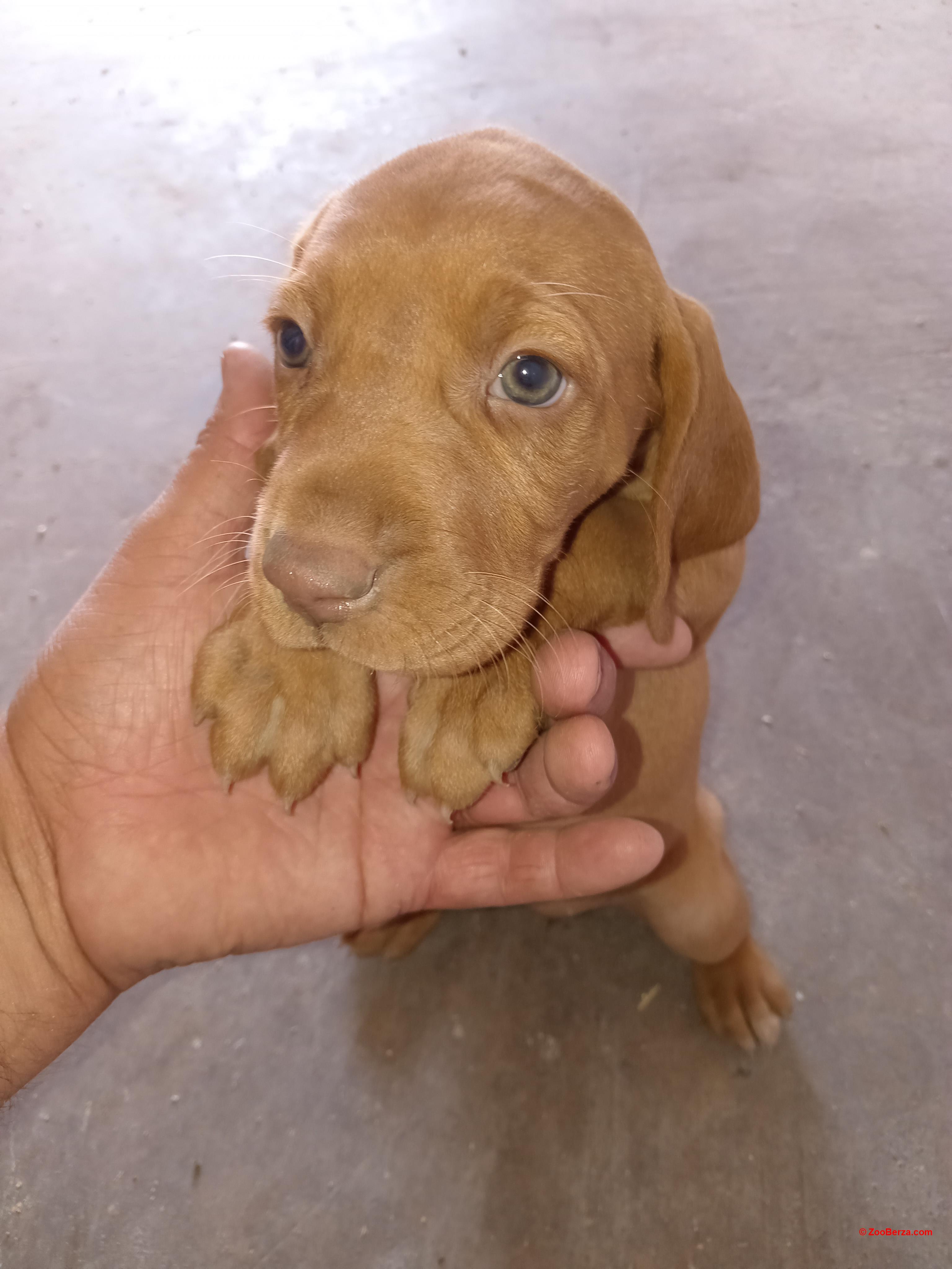 Madjarska vizla