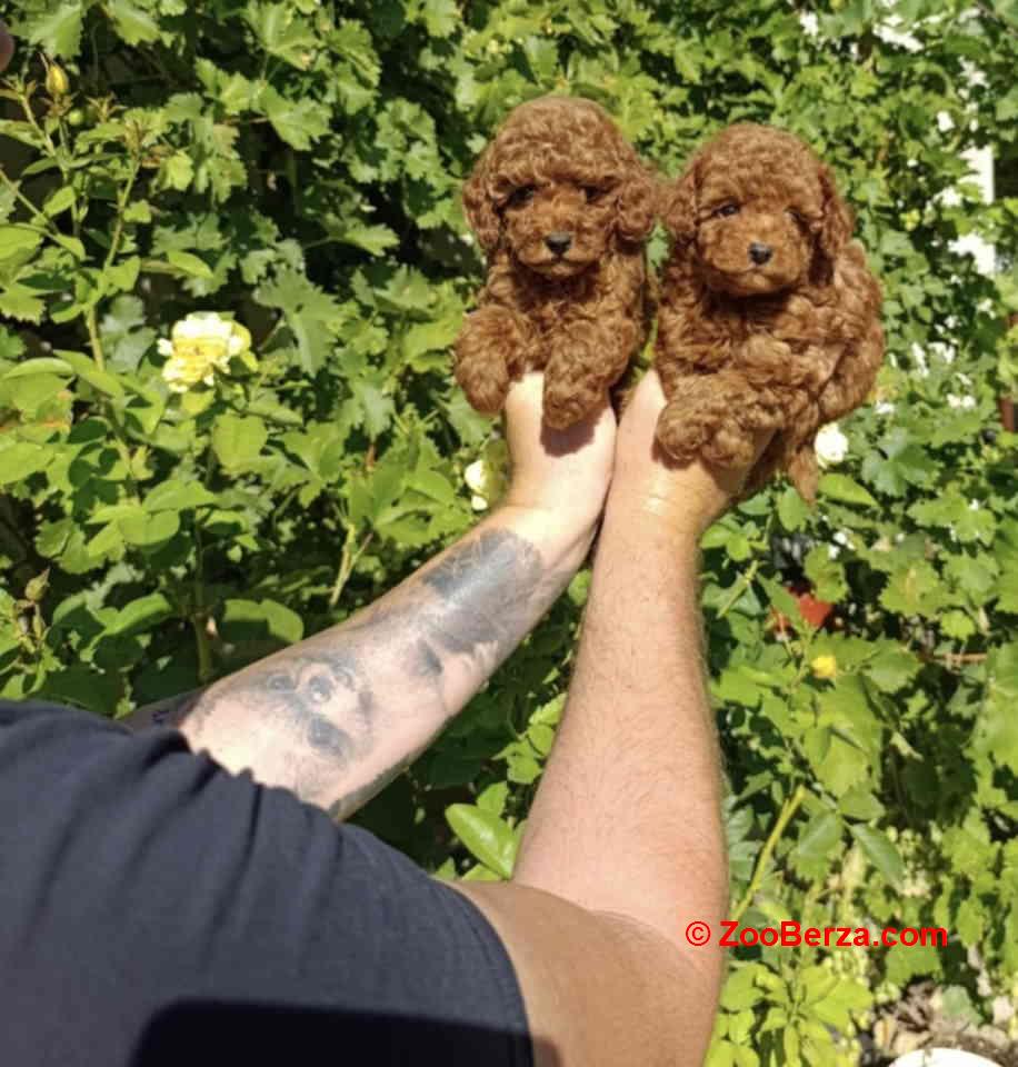 Najmanje pudle, od najlepsih roditelja u Evropi  