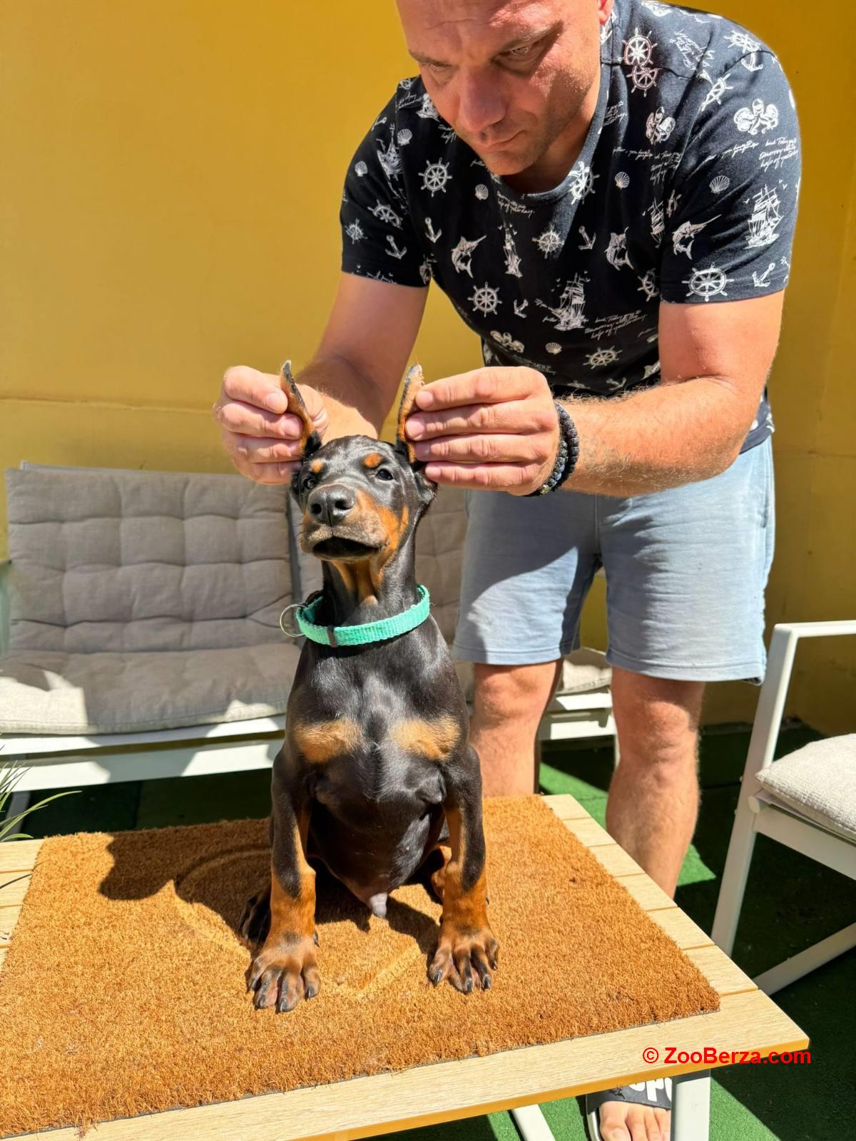 Doberman stenci