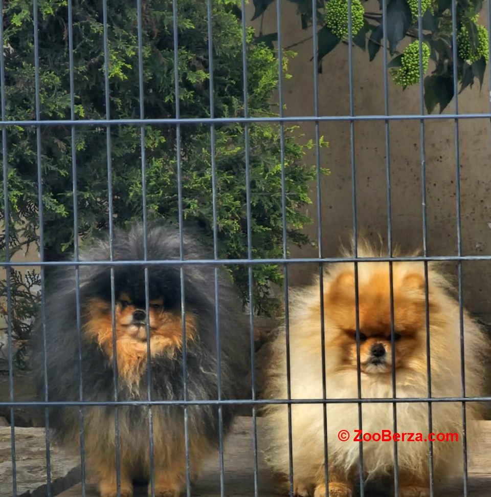 Najlepsi Pomeranci Boo samo u Pom_Hash_Starsu 