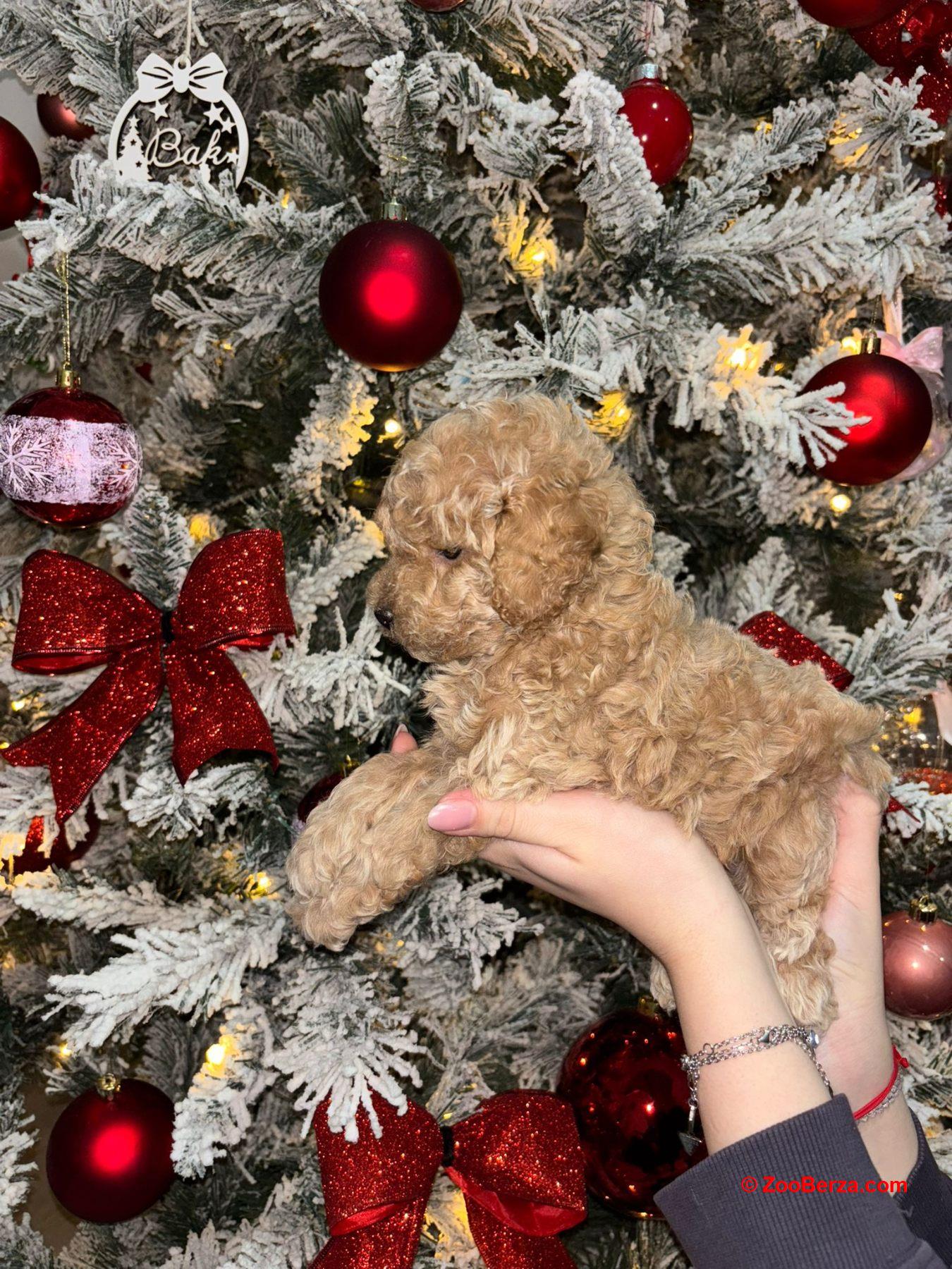 Patuljaste Pudle na prodaju