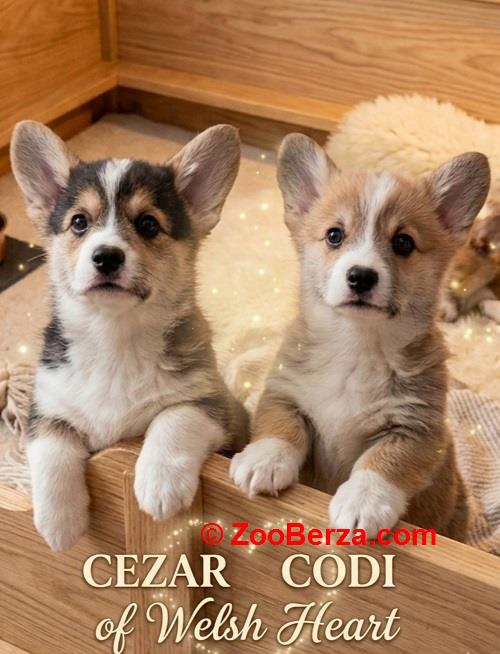 Korgi štenci na prodaju