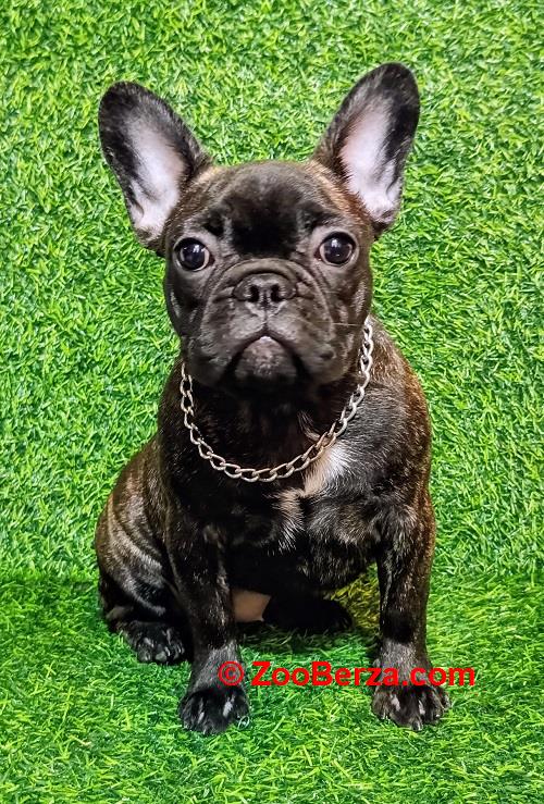 FRANCUSKI BULDOG - žensko štene