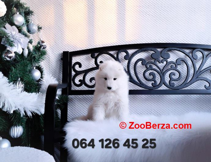 Samojed