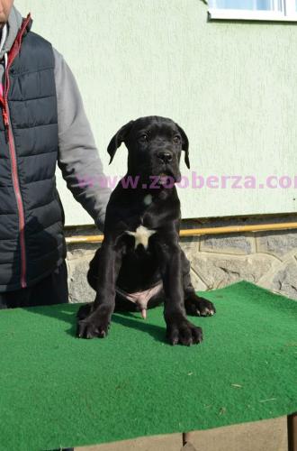 CANE CORSO STENCI NA PRODAJU