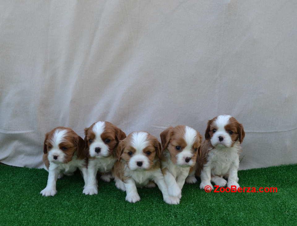 CAVALIER KING CHARLES  spaniel štenci   