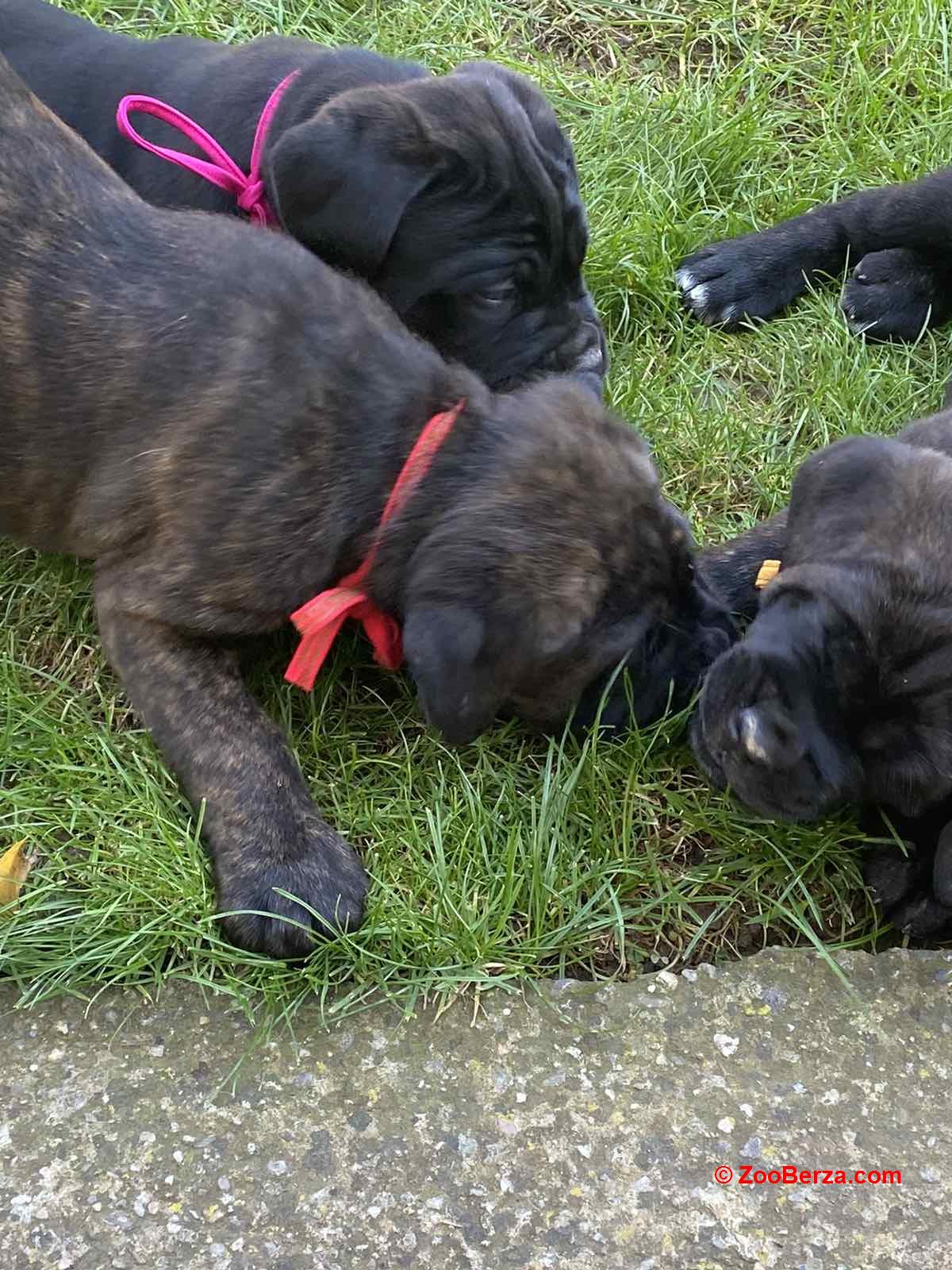 Cane Corso stenci